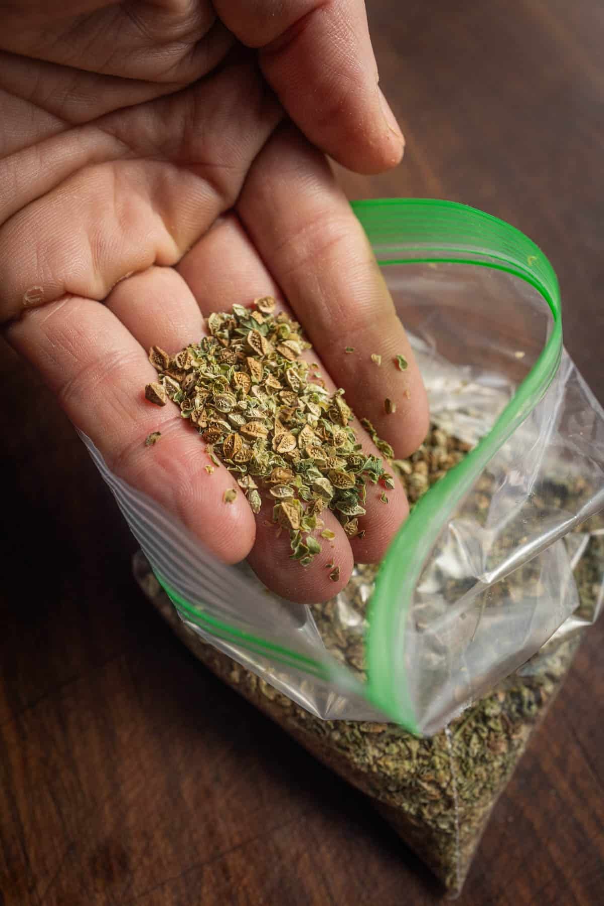 Salad burnet seeds in a hand with a bag of burnet seeds next to it.