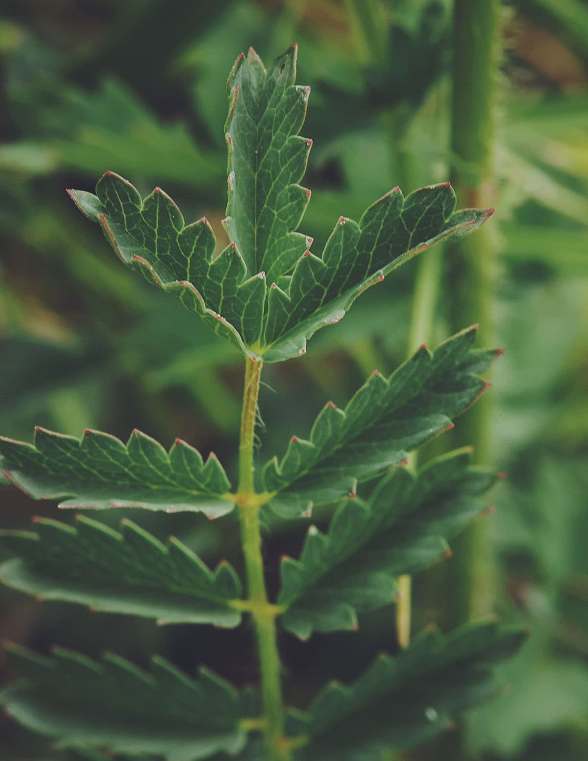 A close up image of the frilly, fern-like leaves of wild salad burnet.