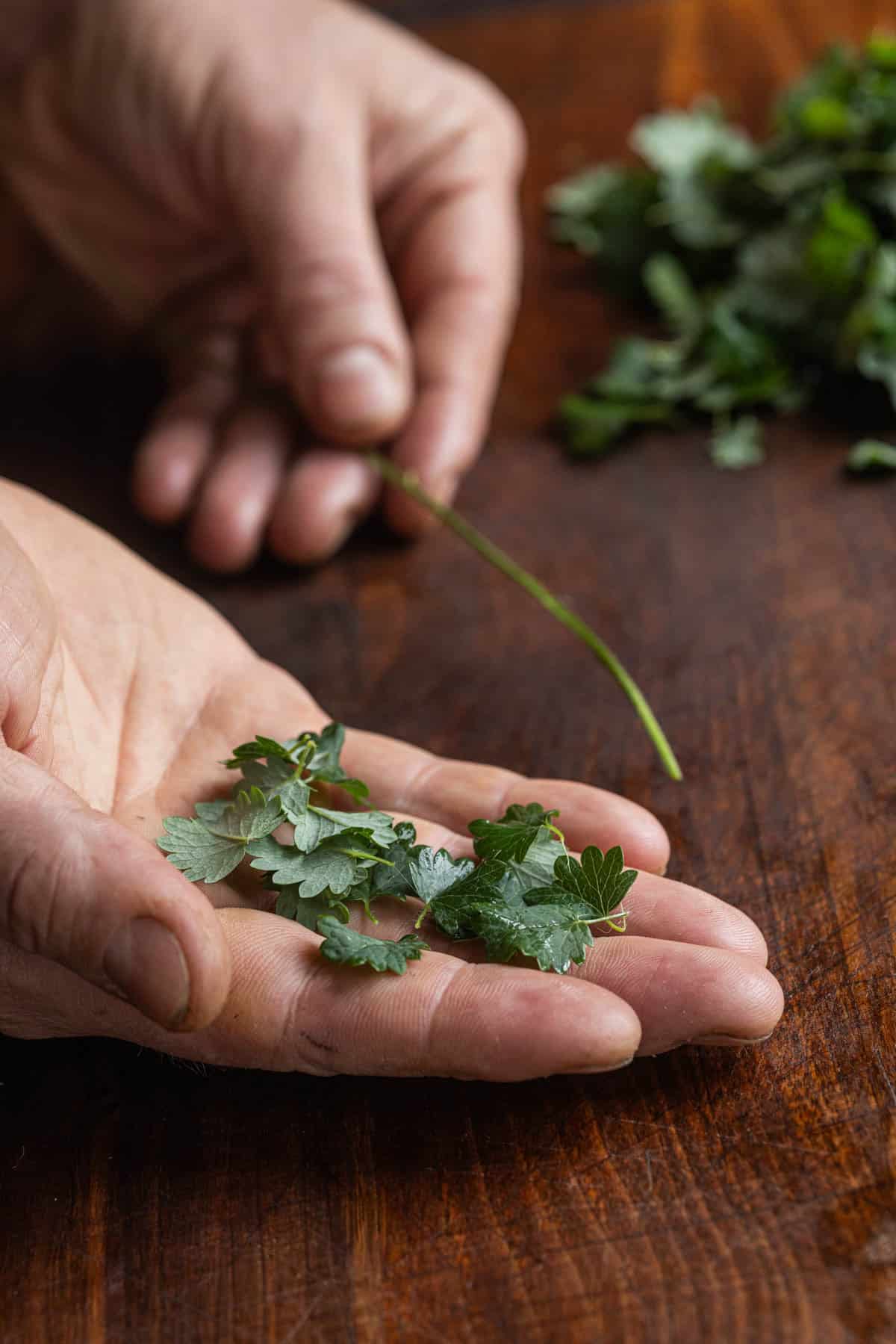 A hand holding fresh picked salad burnet leaves.
