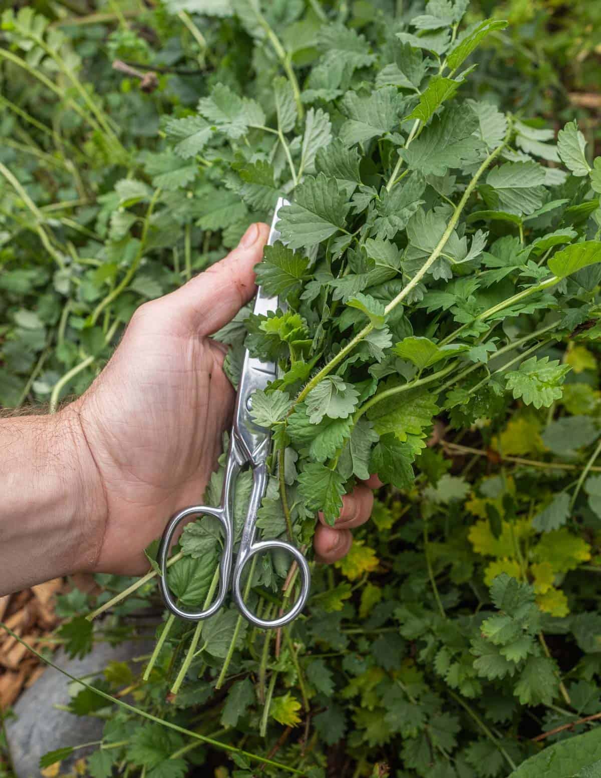 A handful of salad burnet leaves and a scissors used to cut them.