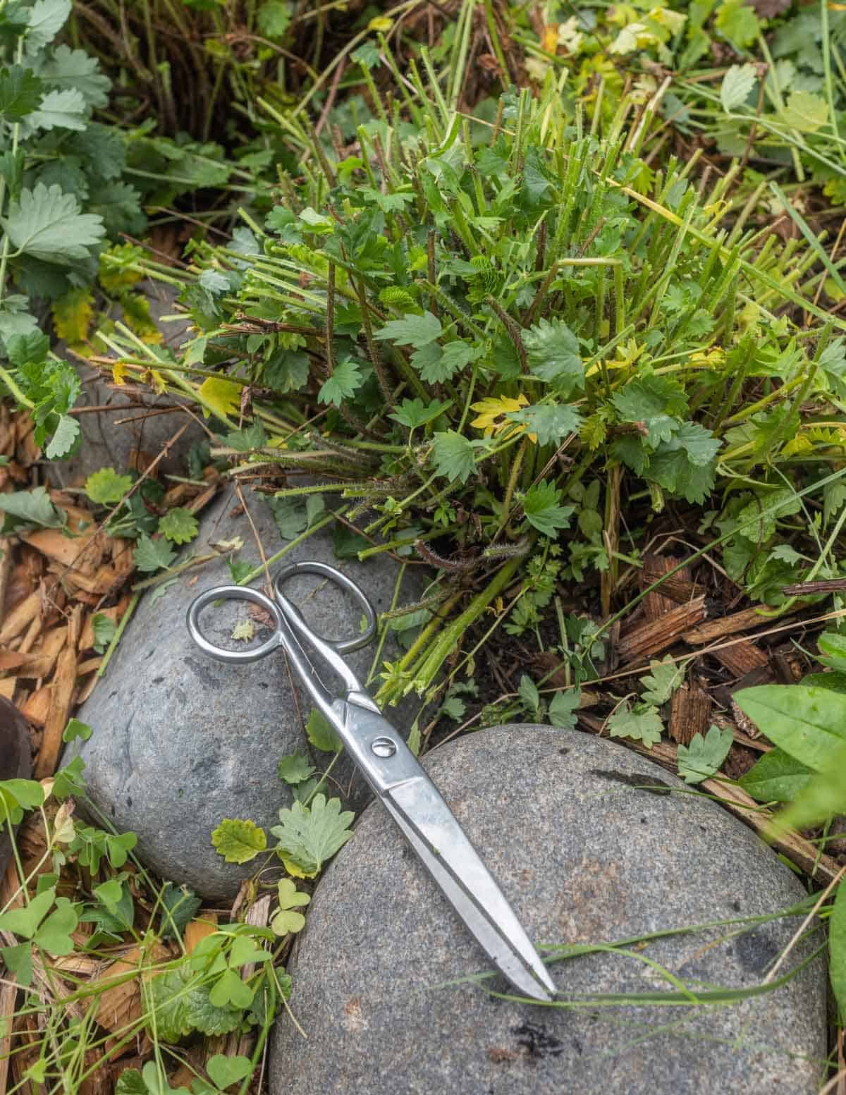 A scissors next to a burnet plant that's been cut down to the ground.