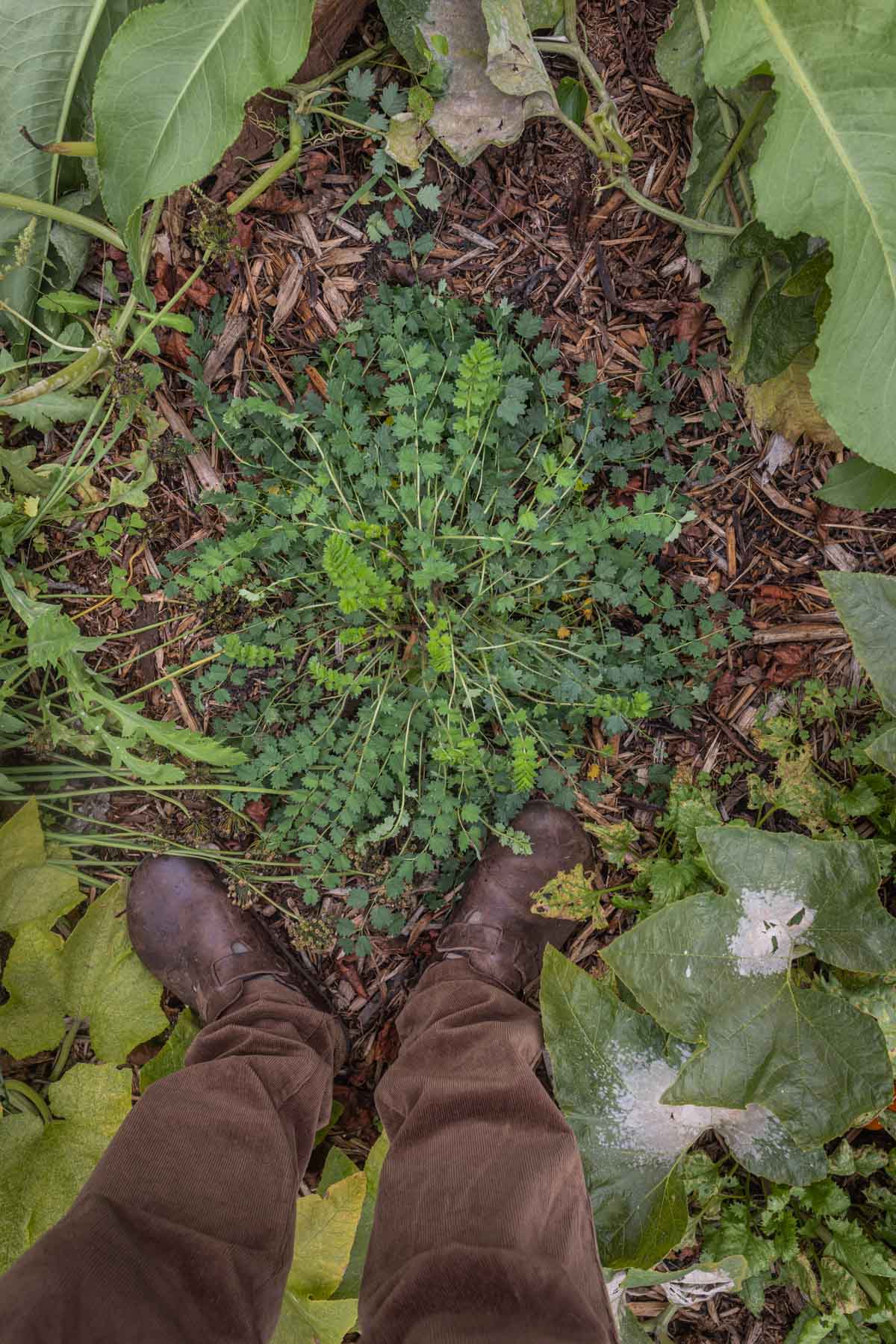 A top-down image showing the basal rosette of a second-year burnet plant next to shoes for scale.