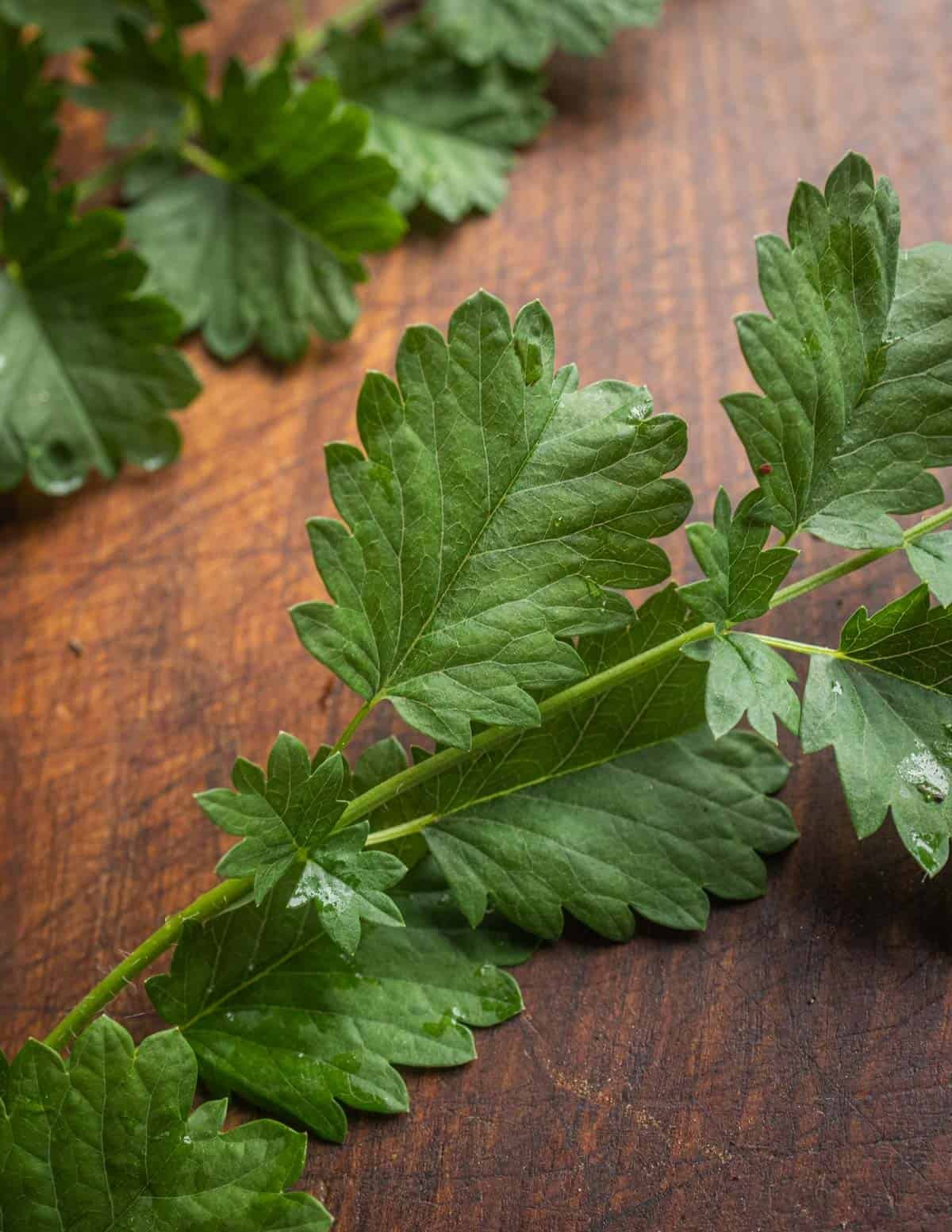 A close up image of salad burnet leaves on the stem showing the ridges.