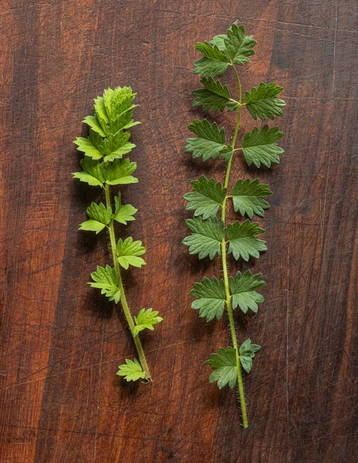 Young salad burnet leaves next to mature salad burnet leaves on a cutting board.