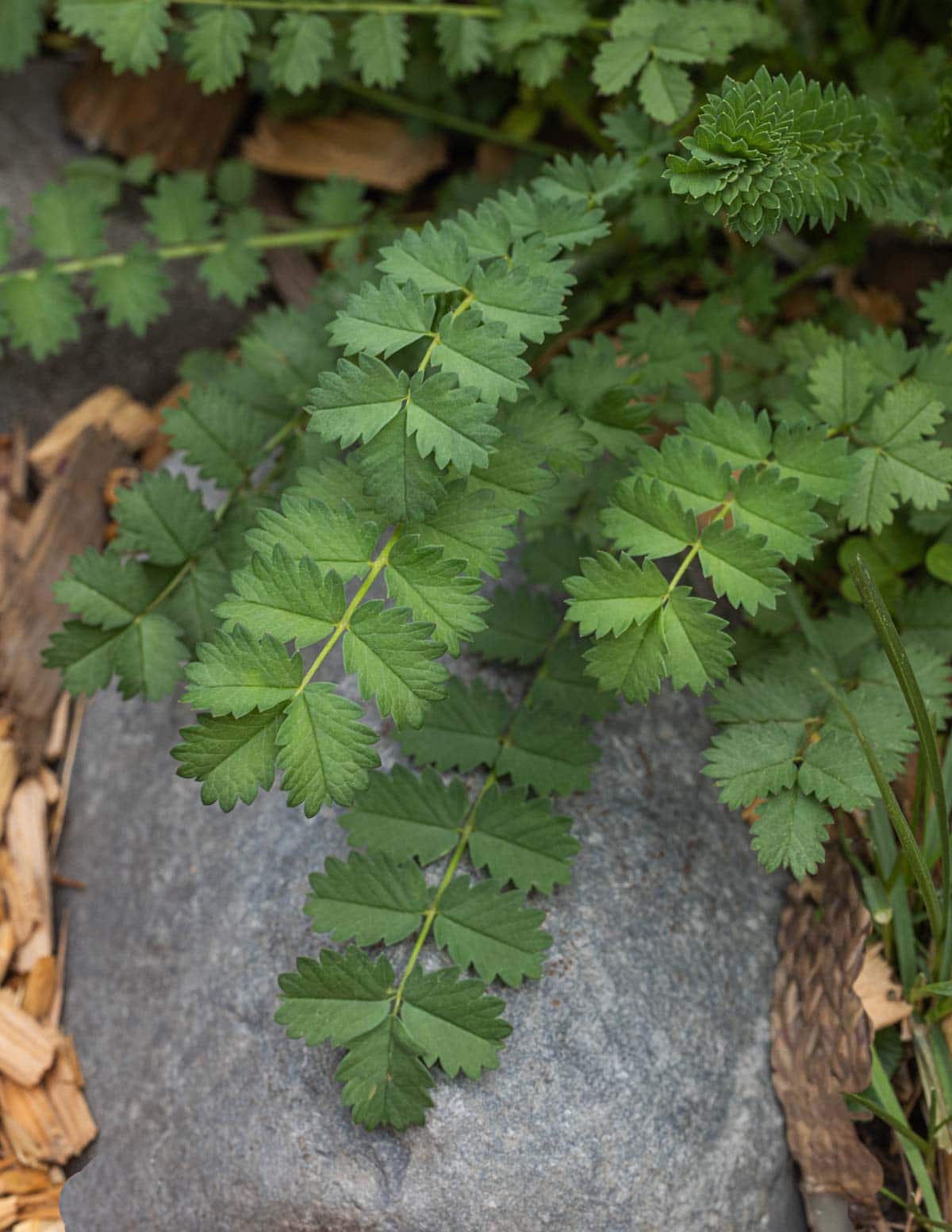 A close up image of salad burnet (Sanguisorba minor) leaves shown against a rock for contrast.