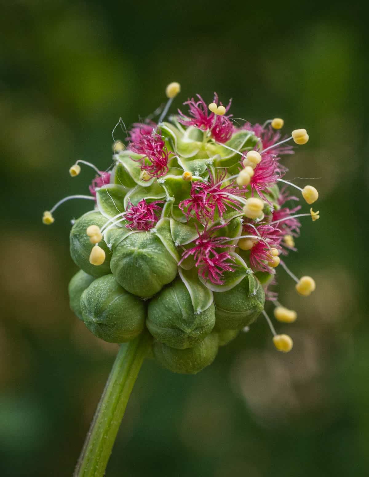A close up image of salad burnet flowers (Sanguisorba minor) in a garden.
