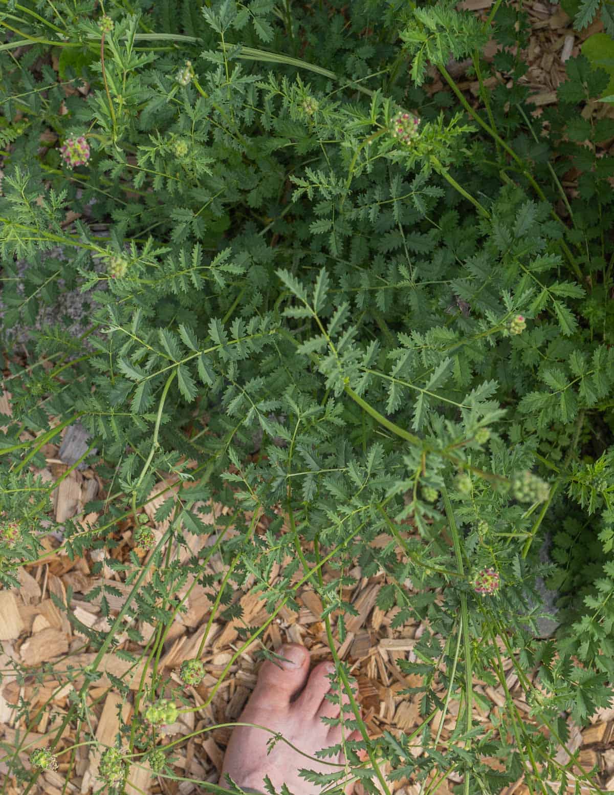 Looking down on mature burnet plants showing young flowers in a garden.