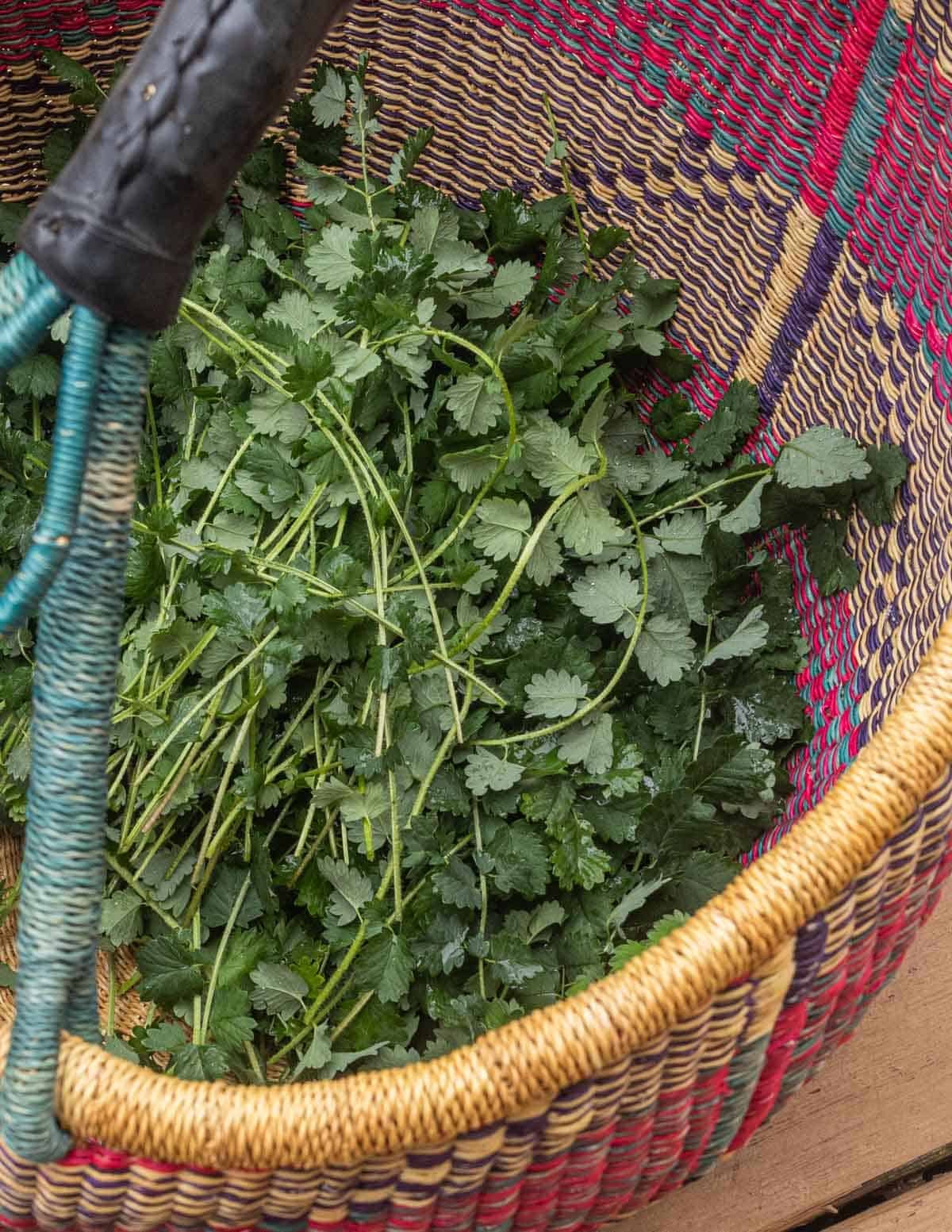 A colorful basket filled with freshly cut salad burnet sprigs.