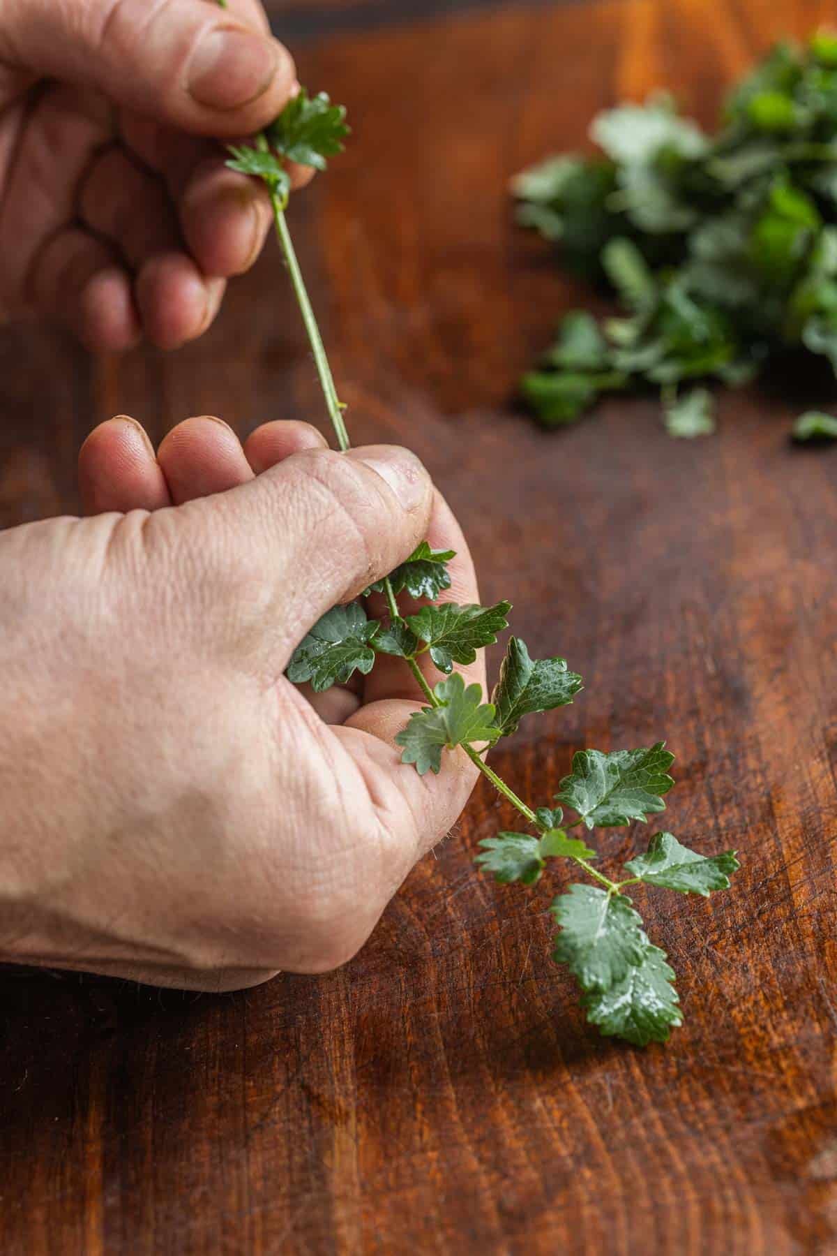 A hand stripping salad burnet leaves from the stem.